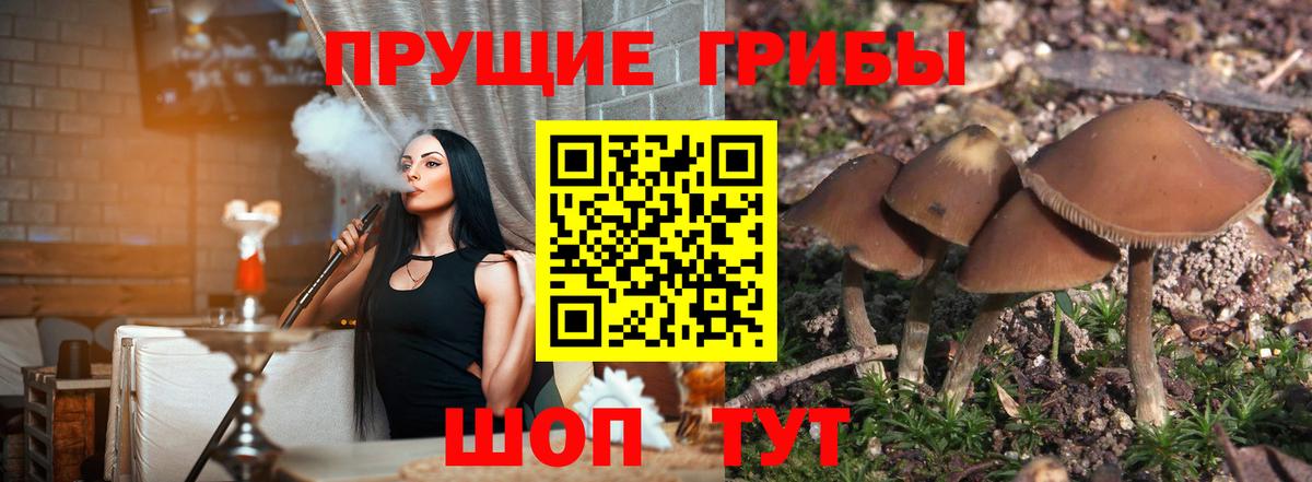 Псилоцибиновые грибы Psilocybe Муром
